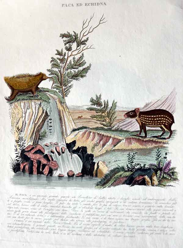 Paca Extinct Antique Prints of Whales, Dolphins + Porpoises from Heatons in Tisbury